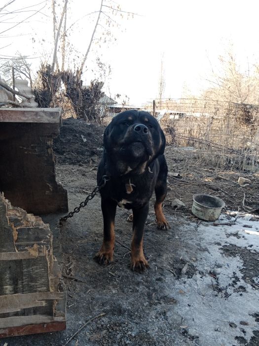 собака Мастиф и Ротвейлер