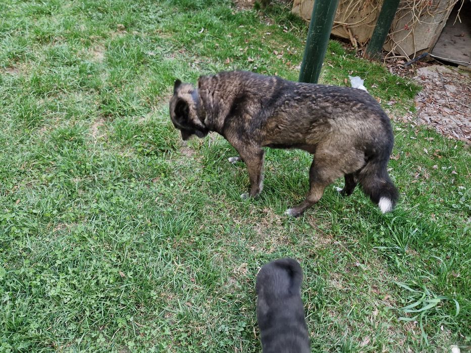 Щенки лайки 1.5 месяц