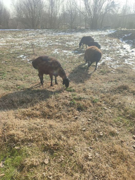 Зотдор қўйлар сотилади