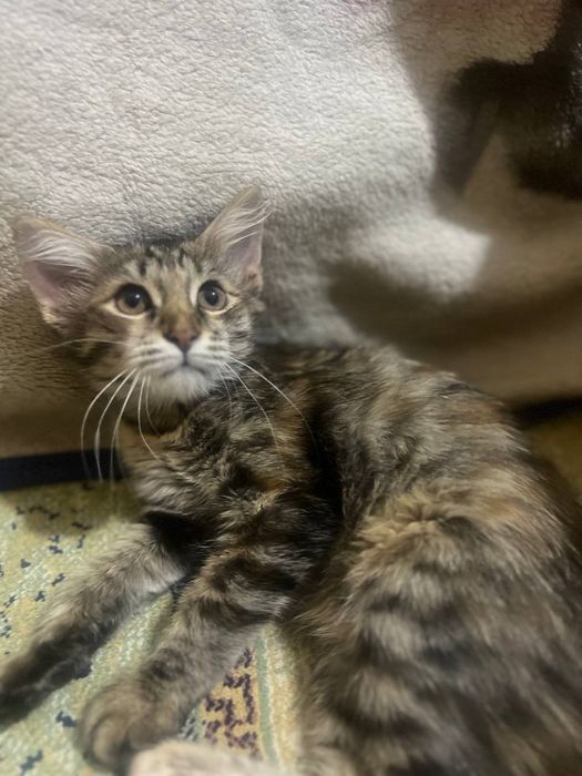 Отдадим милую котенку