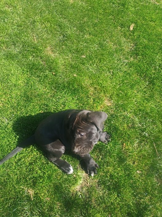 Продавам Кане Корсо