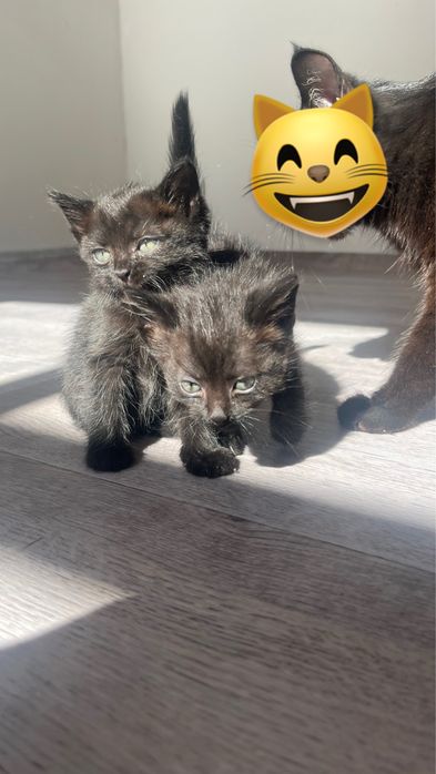 Котята в добрые руки Талгар/Кендала
