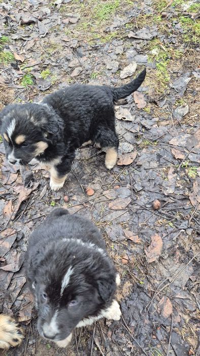 Кученца от средно азиатска овчарка