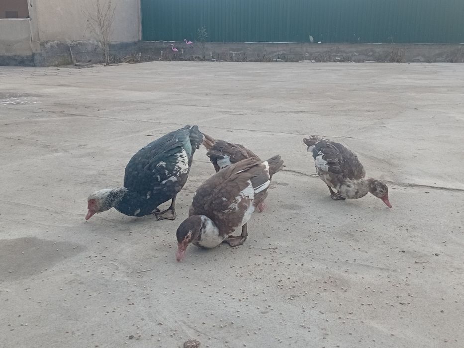 Шипуны, индоутки.