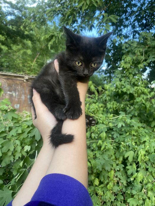 Котята,2 месяца,черный-мальчик,серая-девочка