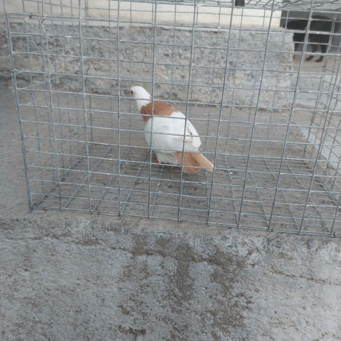 Желташейки самка лет боям