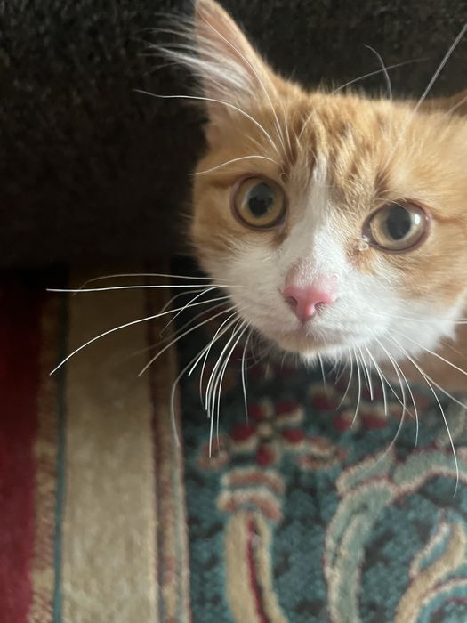 Отдам котиков в хорошие руки