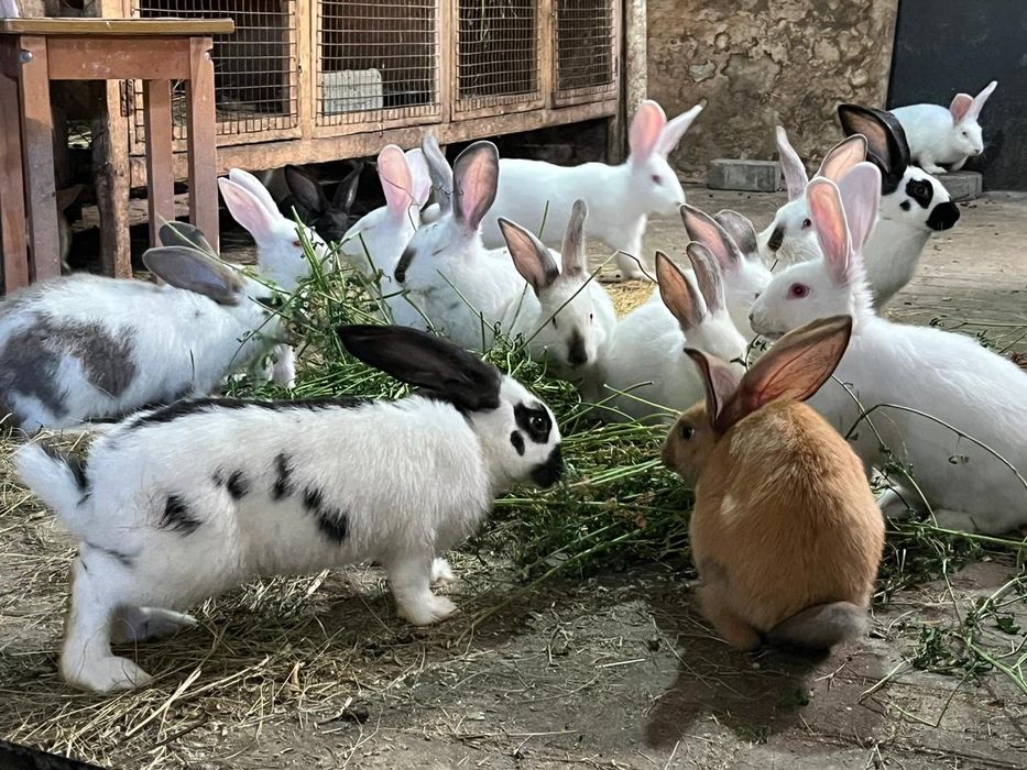 Продам домашних кроликов