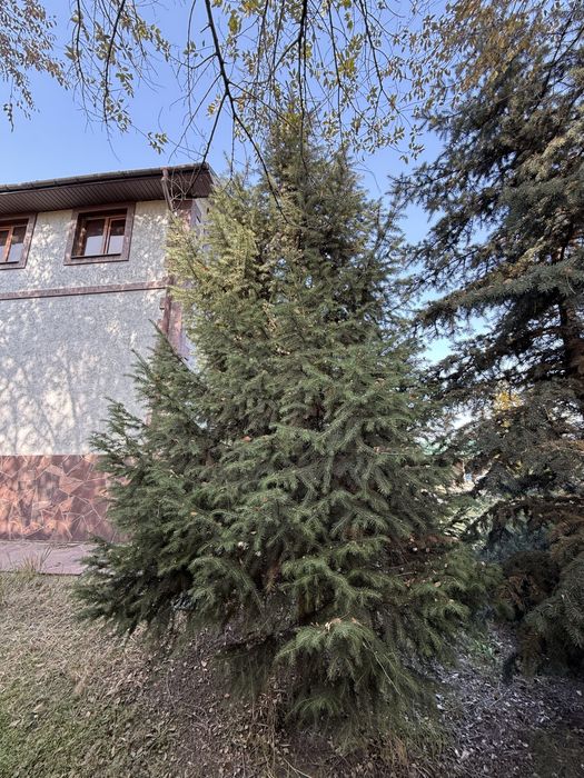 Голубая ель елка