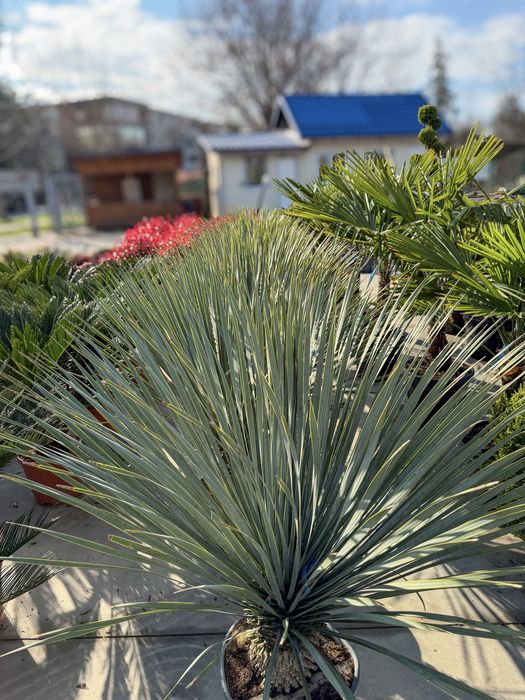 Palmier Yucca rostrata Yuka albastra plante premium