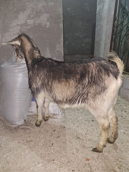 Бағасы келісімді 80 ватсап болады