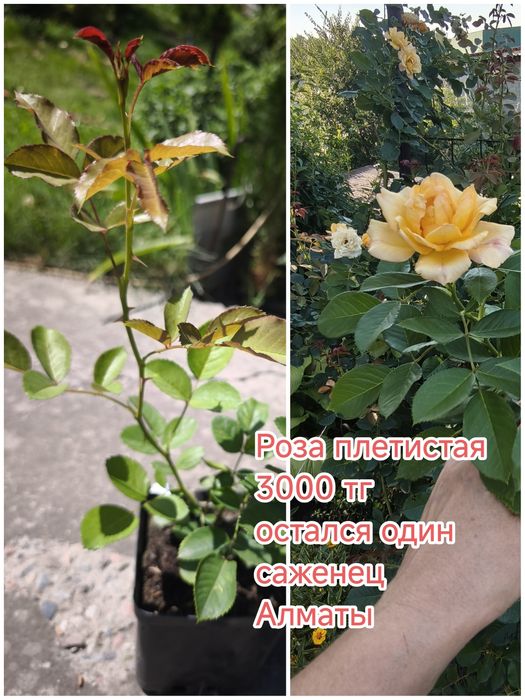 Цветы для красивого сада
