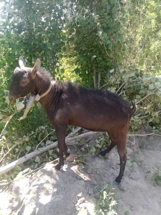 Asl zotli zanen echki sarkasi bilan sotiladi