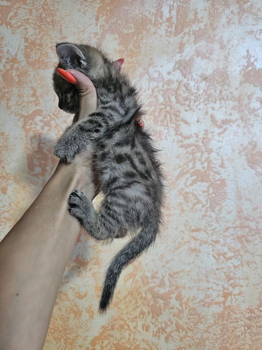 Шотландцы прямоушки.