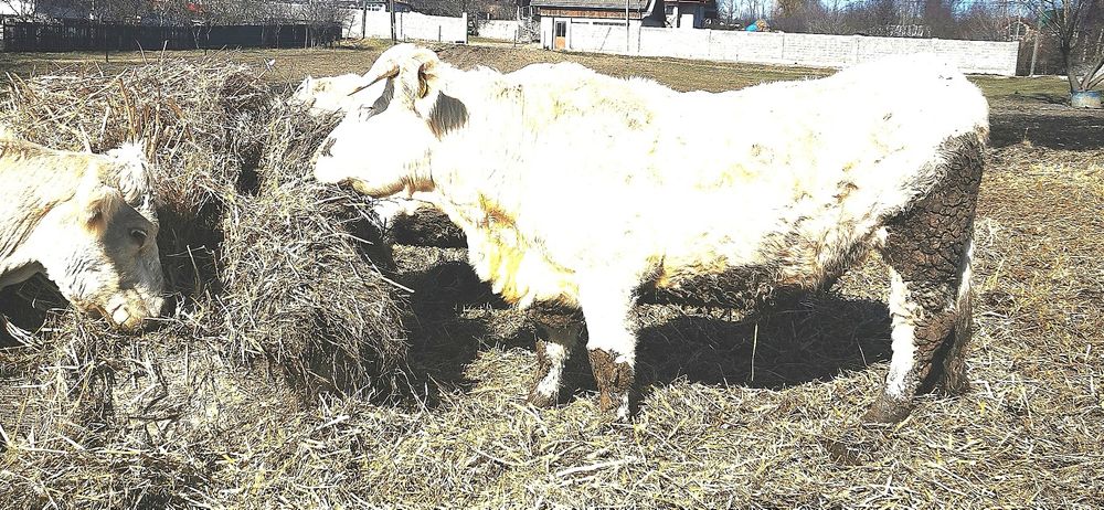 Vand  vaca  rasa de carne Charolaise