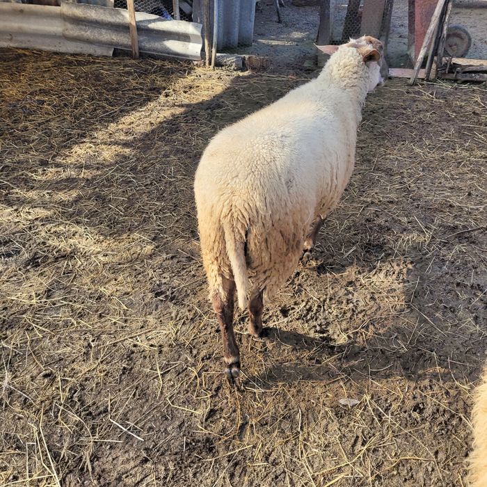 Vând berbec de rasă