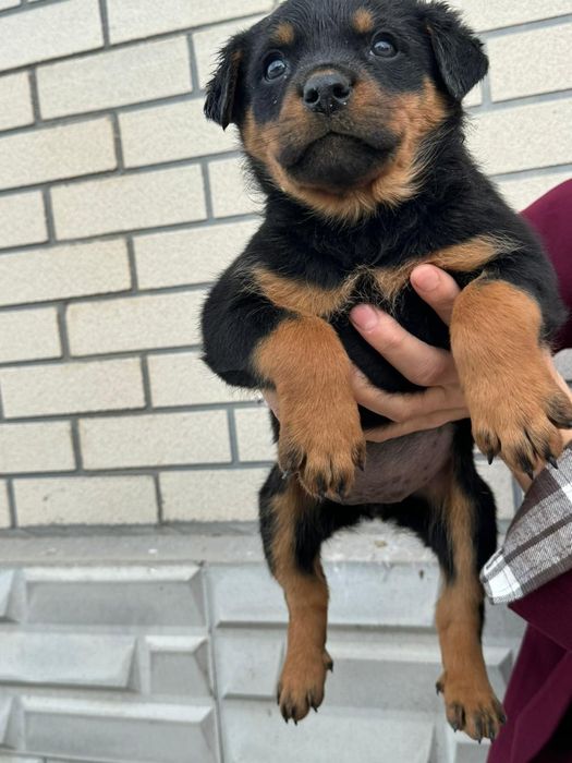 Ротвейлер щенки,