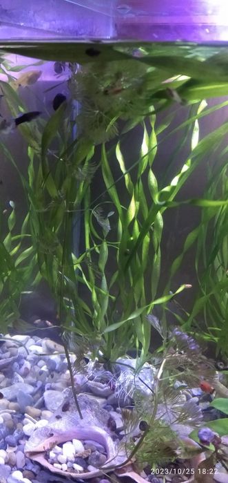 Аквариумни растения, скариди и рибки