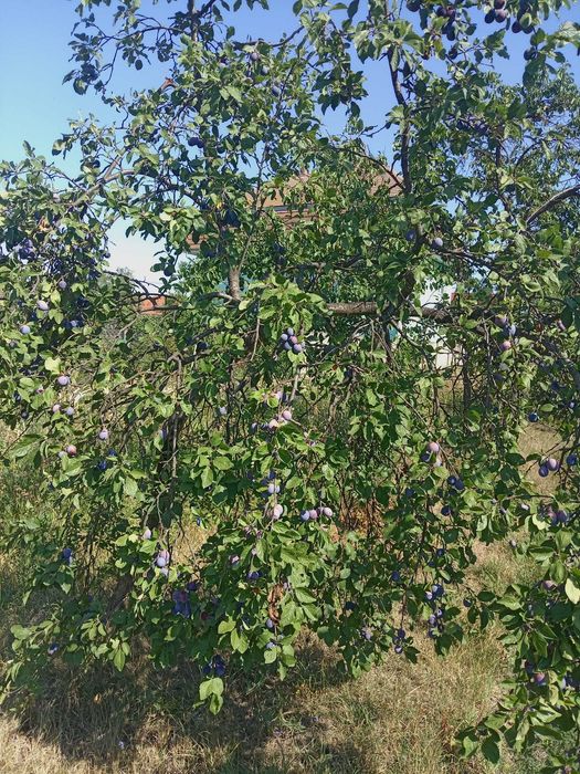 Prune pentru țuică