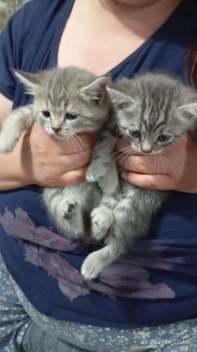 Продам котят котята все красивые