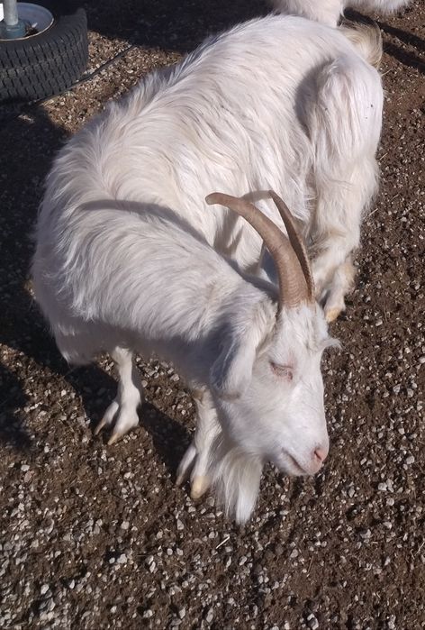 10 кози и 1 мъж запас