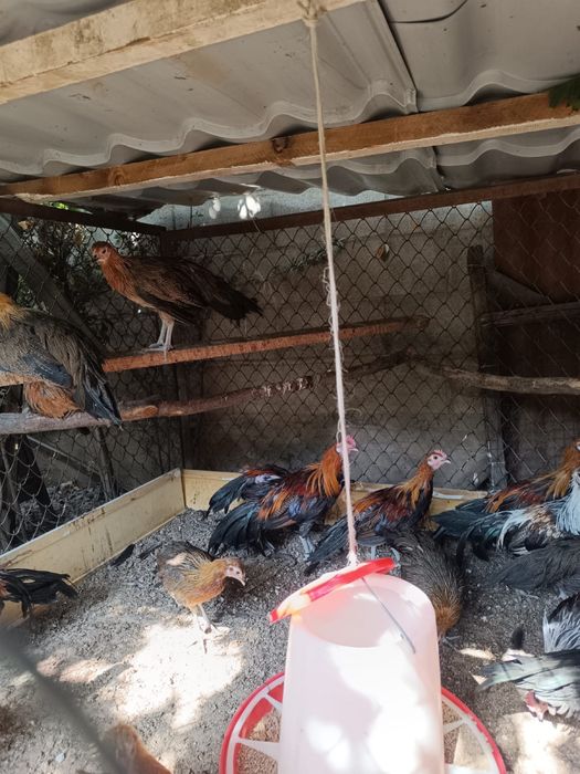 Фениксы (стандарт)