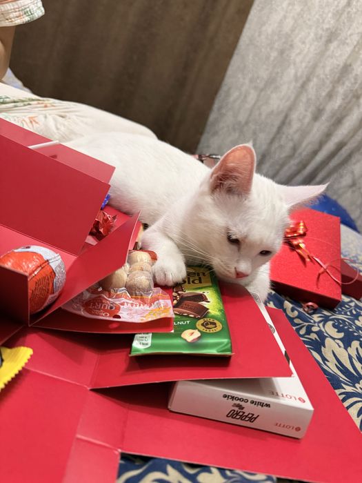 Отдам котенка даром