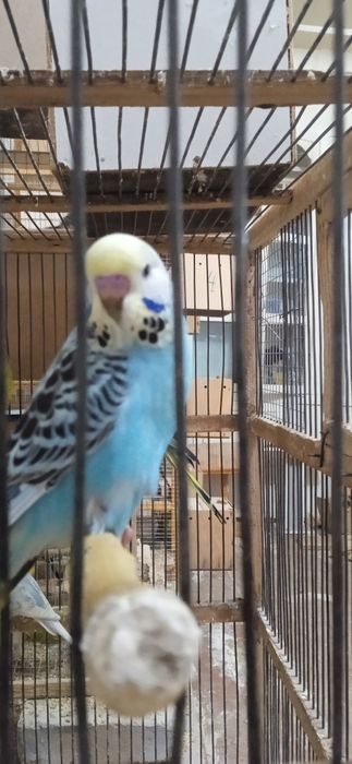 Spingel, Andufka gibrit, Chex, Nemis, Volnistiy juvona papugaylar .