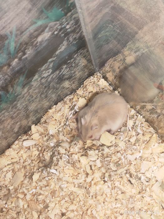 Отдам даром джунгариков