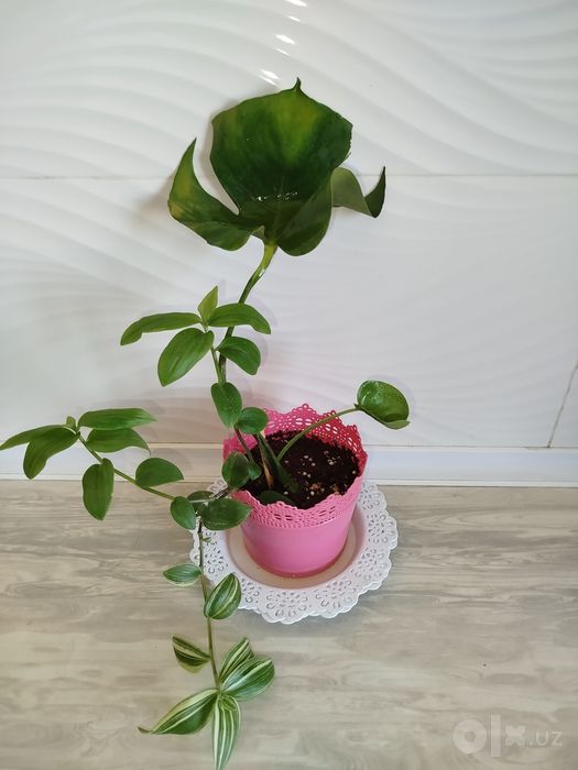 Monstera Delitsioza detkasi