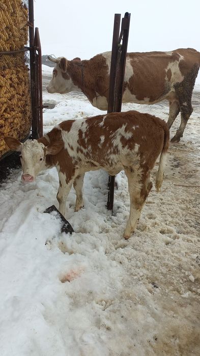 Vitea bălțată românească