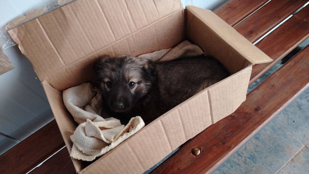 Отдам щенка в добрые руки