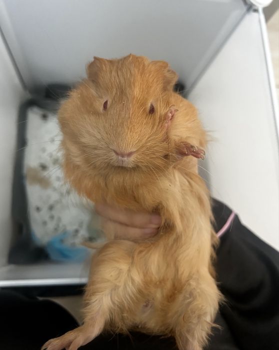 Vând porcusori de guineea 2 fete si 1 băiat