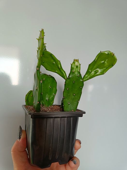 Продам алоэ,толстянку,опунцию,молочай