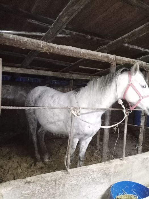 Айғыр 6 жасар жуас