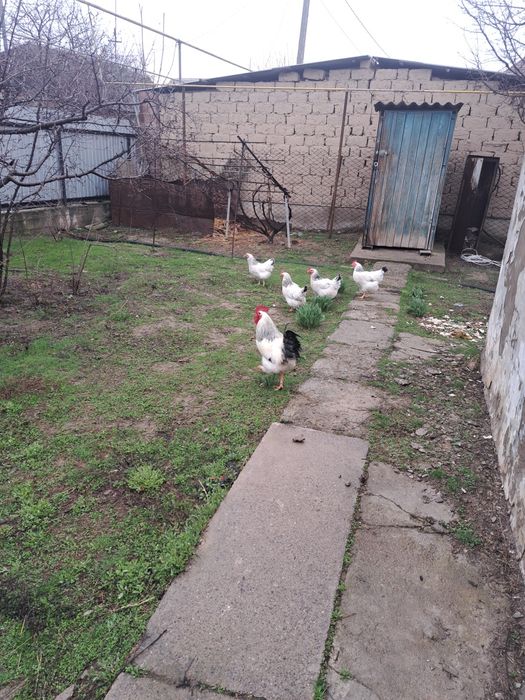 Продам цыплята Адлере серебристый