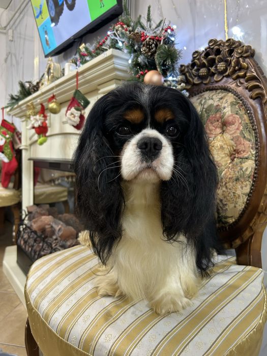 Кавалер кинг чарльз спаниель