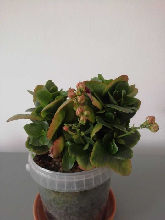 Традесканция Рео, папоротник , роза розовая для сада