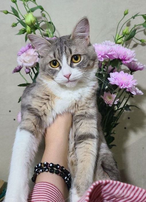 котенок и кошечка