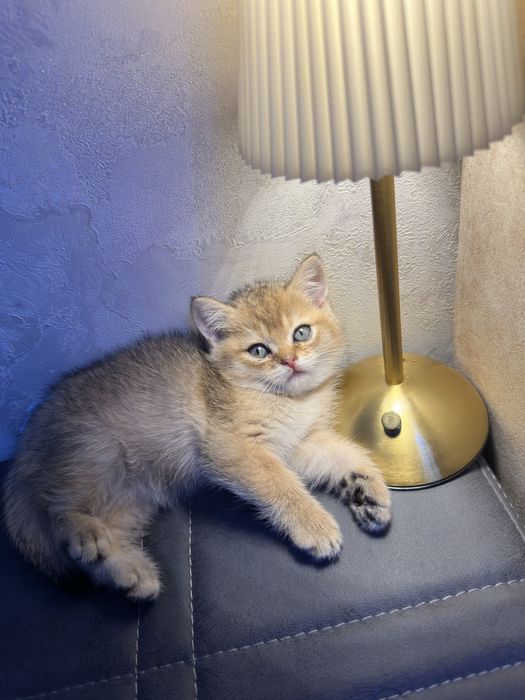 Золотая шиншила 1.5 месяца котенок договорная