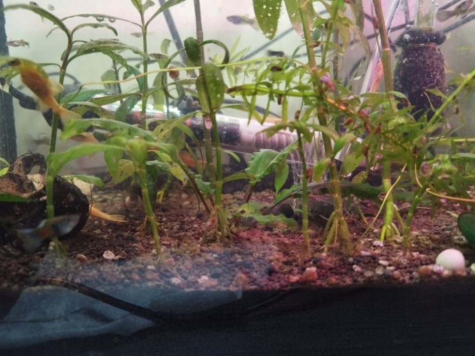 Анцитрусы и гуппи