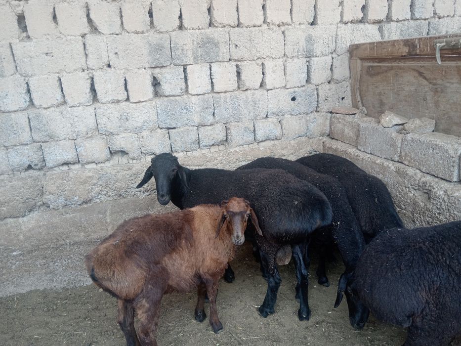 Qoy куй кой qochqorlar sotiladi Aqiqa va toy marosmlar