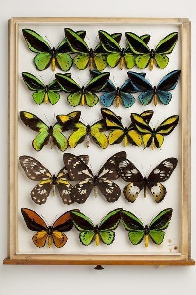 Бабочки в рамке делаю аналаги