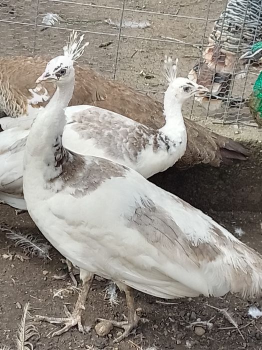 Pauni diferite varietati de culoare