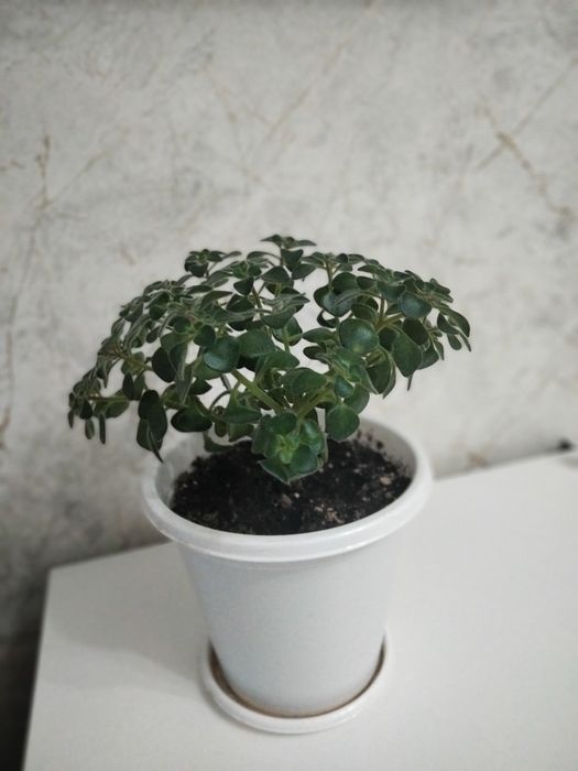 Продается комнатный аихризон