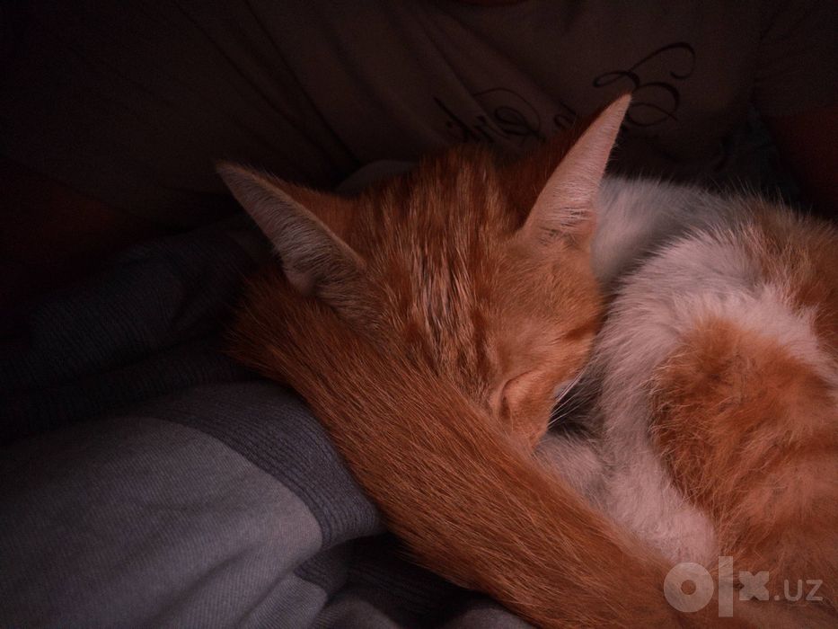 Кошка домашняя нашел на улице