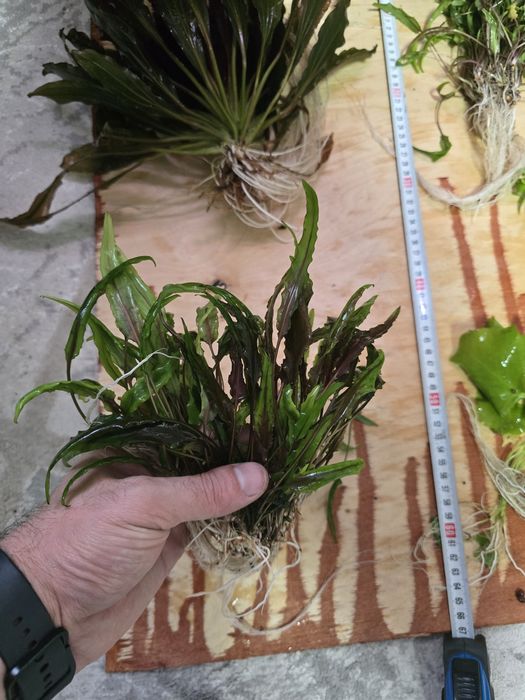 Растения для аквариума