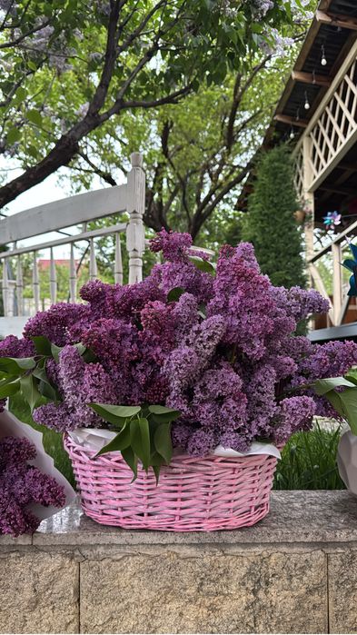 сирень домашняя крупная