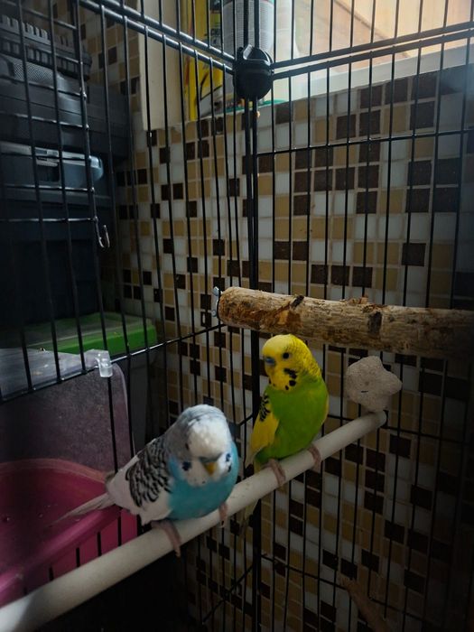 Продаю попугай 2 штуки с клеткой))