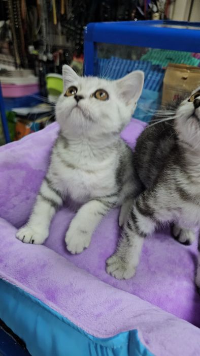 Котенок британский